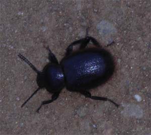 Bugs and Critters Doug Newman The Bug Song, Children's Music, Kid's Music 